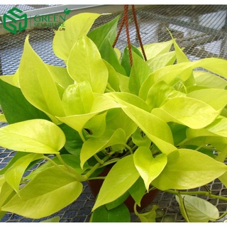 Trầu bà thái Vàng