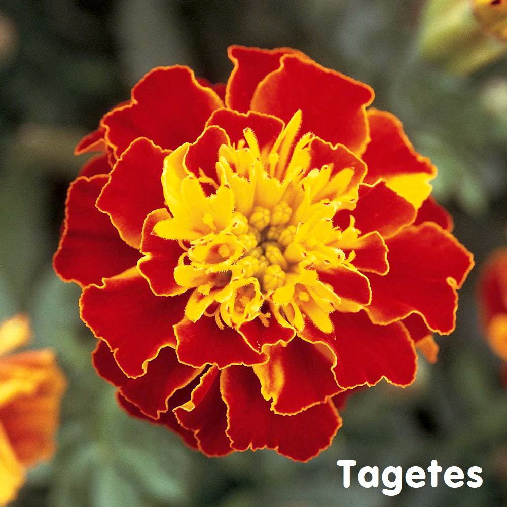 Tinh dầu Cúc Vạn Thọ Tagetes Essential Oil (Marigold)