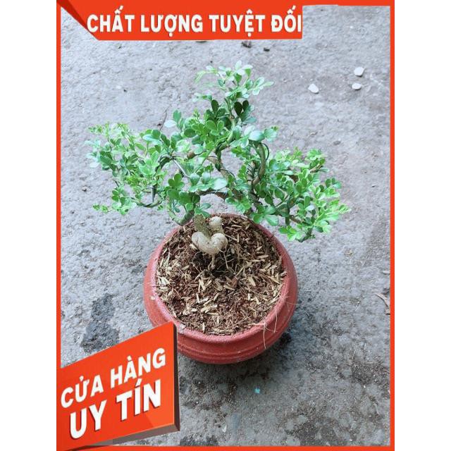 Chậu Cây Cần Thăng