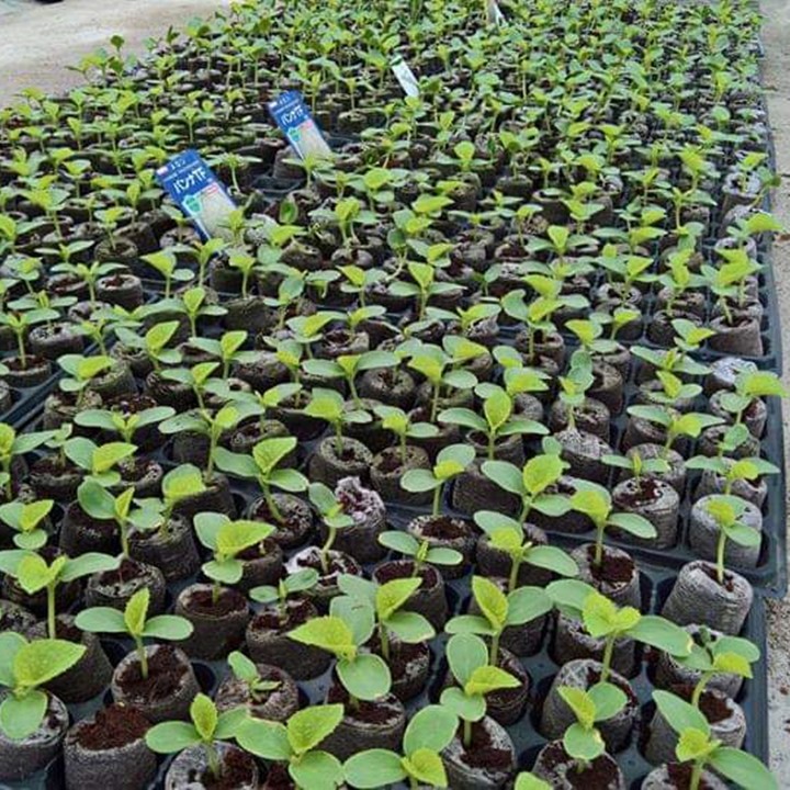 105 Viên nén xơ dừa, viên nén ươm hạt loại dày cao 60mm