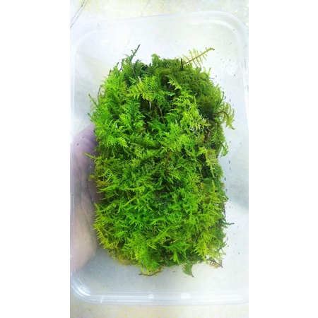 Rêu trác bá trang trí terrarium bán cạn loại cọng to hộp 10x15cm.