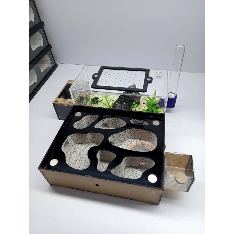 Hộp nuôi kiến - N03 - Nuôi kiến - Ant farm - Formicarium  - Chuồng nuôi kiến - Tank kiến - Có trang trí ngẫu nhiên