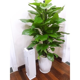 MÁY LỌC KHÔNG KHÍ KAROFI KAP-115