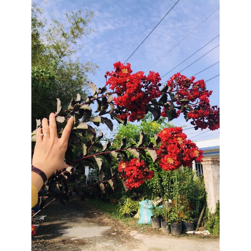 Combo 2 Cây tường vi huyết long