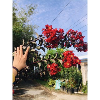 cây tường vi huyết long(hình 4,5)