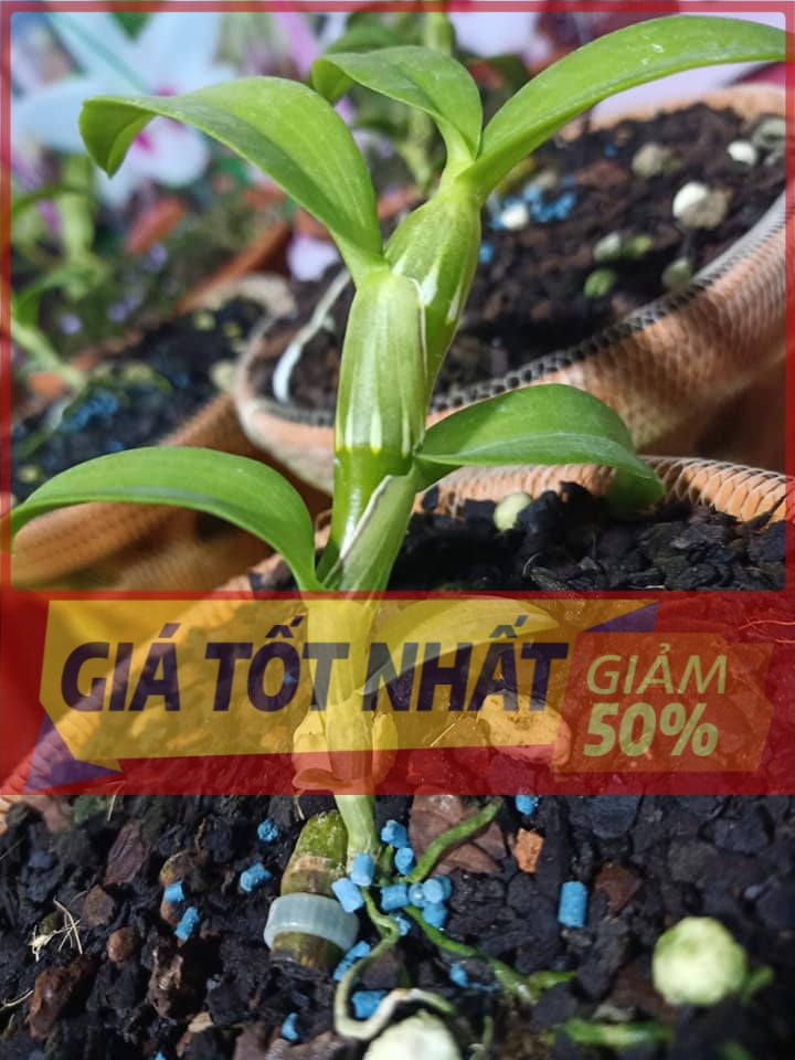 Lan phi điệp ĐỘT BIẾN - Phi điệp đột biến 5 cánh HỒNG THIÊN LÔI - Hoa đẹp, cực hiếm - Cây y hình, hàng gieo hạt