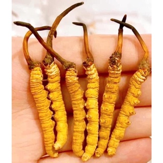  ĐÔNG TRÙNG HẠ THẢO NGUYÊN CON BHUTAN-(HÀNG ĐẶC BIỆT)  10gr(10-15 con) thượng phẩm đại bổ MS01