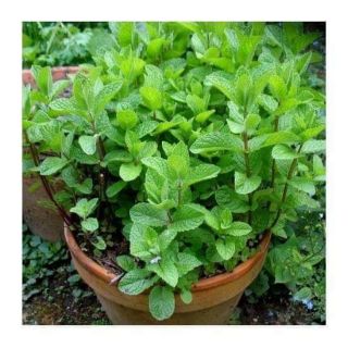 Hạt giống cây bạc hà