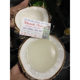 Dừa sáp Trà Vinh loại 3