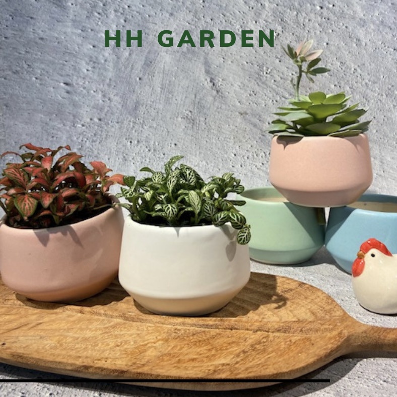 Chậu mini hình kim cương thấp 8x6cm, chậu trồng cây sen đá xương rồng