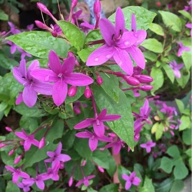 Cây mai chỉ thiên tím