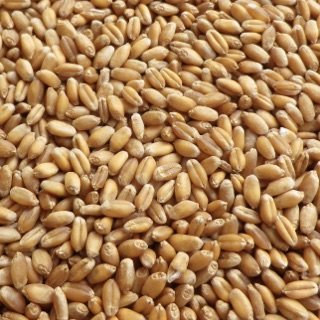 100g hạt giống cỏ lúa mì (cỏ lúa mạch/tiểu mạch) ươm nảy mầm.