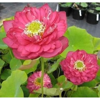 hạt giống sen bách diệp