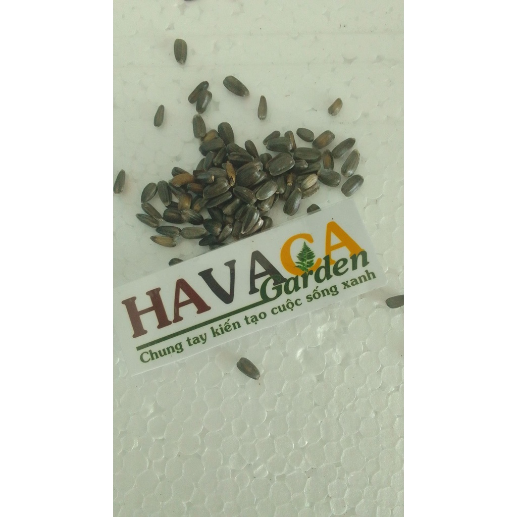 Túi 5-10-15-20 hạt giống hướng dương xù hoa to cực đẹp