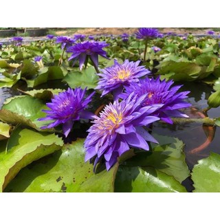 Hoa súng hoàng khanh Hoa súng tím KING OF SIAM siêu hoa thơm lâu