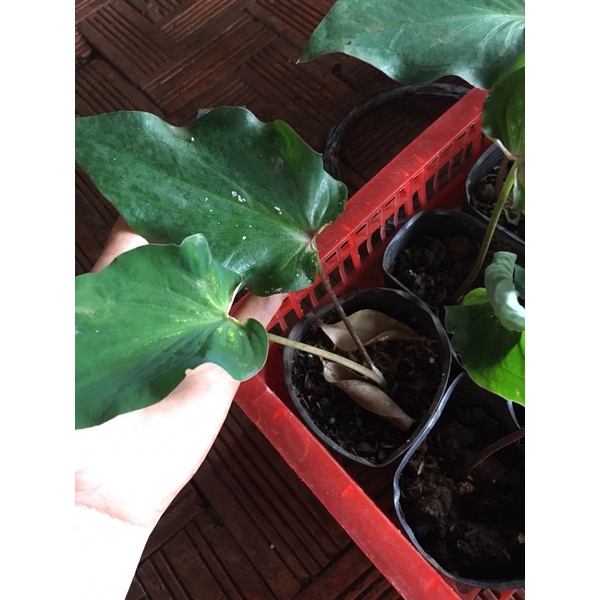 Cây môn thiên nga