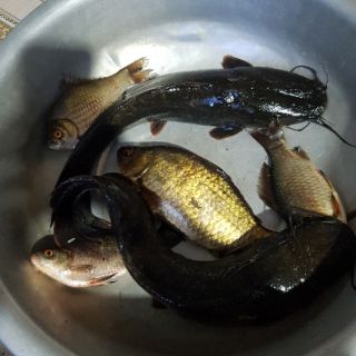 Mồi Câu tổng hợp 82