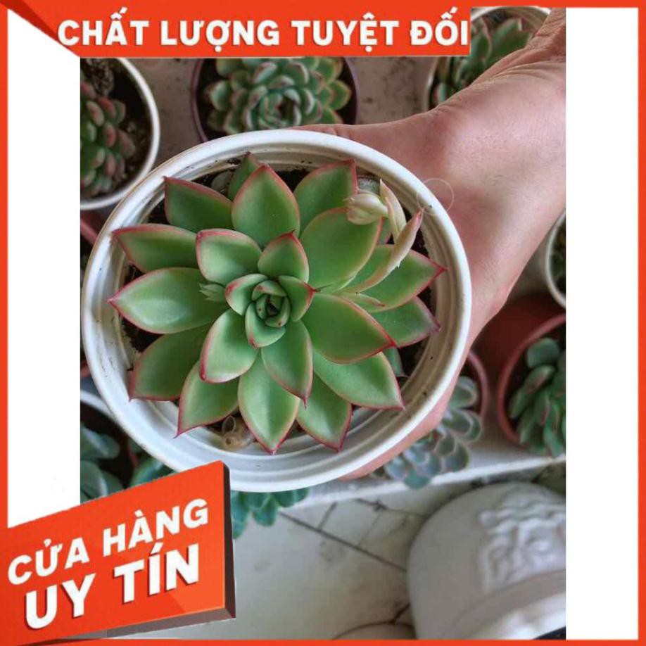 Sen đá viền lửa kèm chậu sứ trắng Nhiều Người Mua