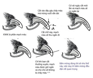 Kìm bấm móng cho thú cưng