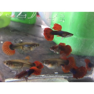 Guppy HB Red size 2 tháng siêu đẹp