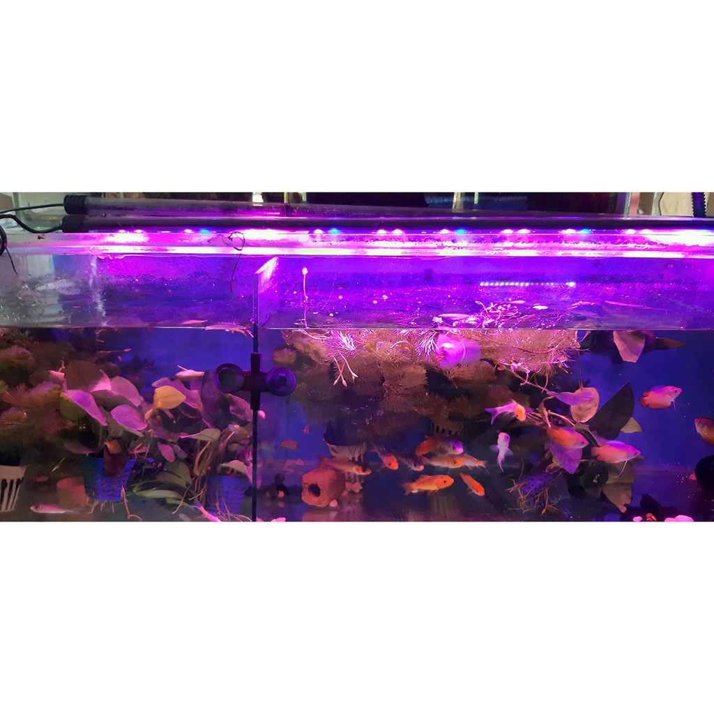 Đèn Led chìm cho Bể cá CaiBao T4- 80 3 chế độ màu