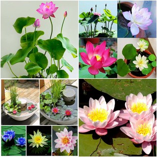 Hạt Giống Hoa Súng Thái Mini