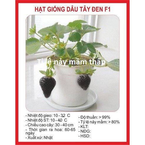 ( BOK GARDEN ) HẠT GIỐNG DÂU TÂY ĐEN 100 HẠT