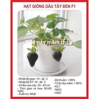 Hạt giống dâu tây đen 100 hạt