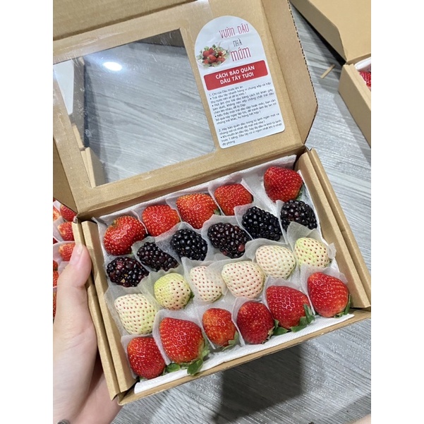 Dâu Nhật ngọt- Phúc Bồn Tử đen- Dâu Bạch Tuyết