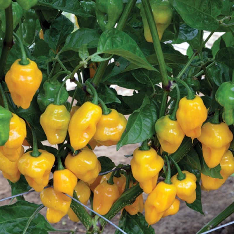 Còn hàng-ALO SHOP SHIP KHÔNG GÃY-Cây ỚT HABANERO mexico 15-25cm tặngdịchtrùn. SHIP 30PHÚT KHO Q11,7,9,THỦĐỨC, PHÚNHUẬN