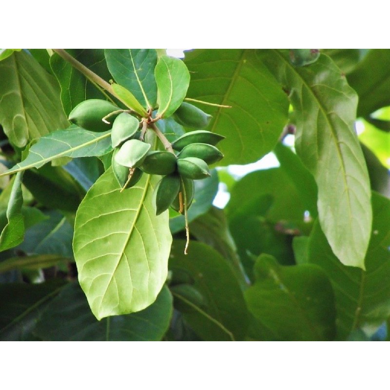 Lá bàng non 1 kg lá tươi ở hà nội