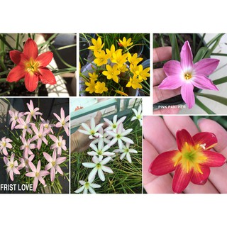 Combo 9 củ huệ mưa ngoại- màu Đỏ-hồng-trắng phớt ( cho người biết chơi, đảm bảo chuẩn tag , sống 100%)