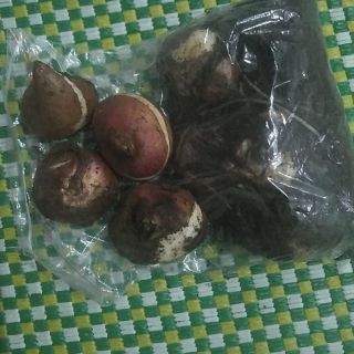 Củ tulip 15 củ