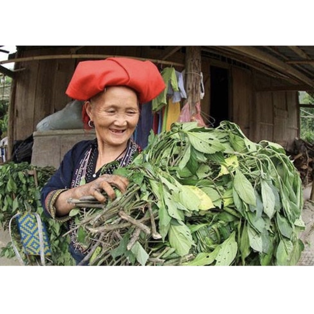 Lá xông tắm sau sinh, lá tắm dao đỏ cho bà đẻ, phòng sản hậu,không kiêng tắm gội 1kg dùng 4-6 lân