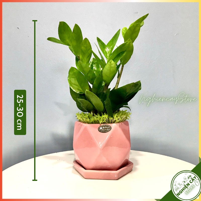 Cây kim tiền chậu men lạnh gắn đĩa để bàn làm việc, quầy thu ngân, làm quà tặng may mắn hút tài lộc