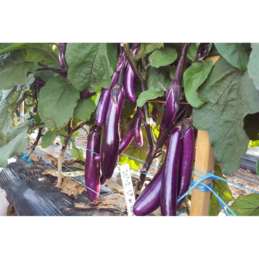 Hạt giống cà tím F1 loại siêu trái dễ trồng kháng sâu bệnh năng xuất cao [ gói 50gram,100gram,200gram ]