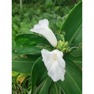 Cây mía dò hoa trắng