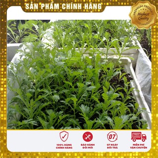 Hạt Giống Cải Cúc Nếp(20gr)