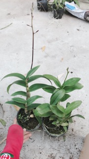 5 chậu lan denro màu đang nụ