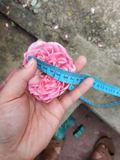 Combo 3 cây hoa hồng cổ sapa