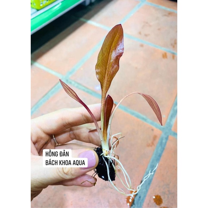 Cây thủy sinh - Hồng Đản