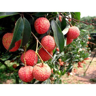 Cây Vải Thiều Lục Ngạn - ĐHNN1