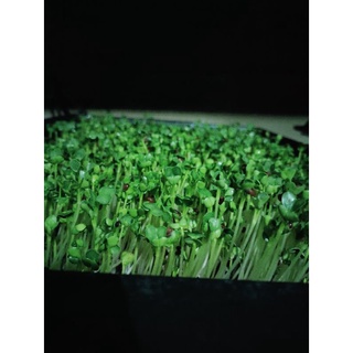 Hạt giống rau mầm Củ Cải Trắng Newzeland gói 1kg