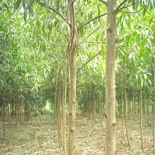combo 10 Cây keo lai giống