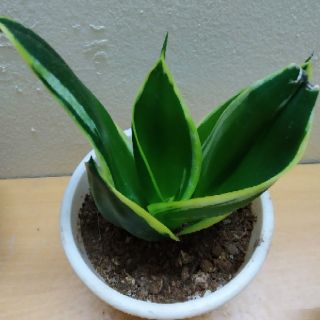 Cây Lưỡi Hổ Thái Mini