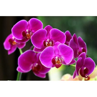 hạt giống hoa lan hồ điệp f1
