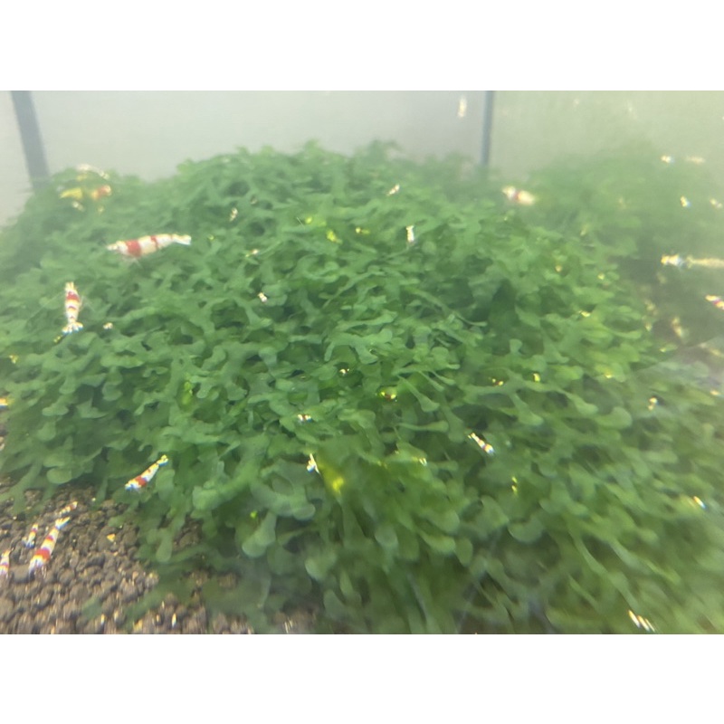 Rêu Pelia Cho Hồ Tép Thuỷ Sinh