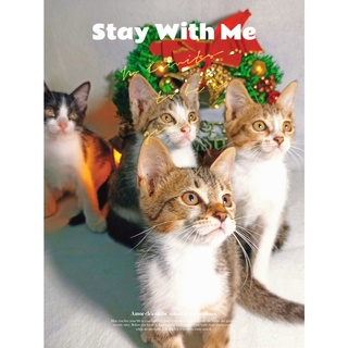 COMBO for pet - Đặt hàng theo yêu cầu