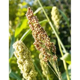 Hạt Quinoa (Diêm Mạch) Hữu Cơ 1kg