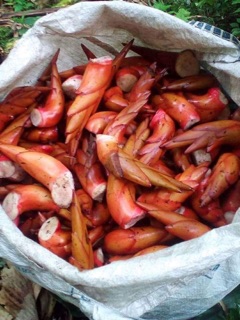 Mầm thảo quả tươi 2kg